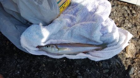 播磨新島へ再釣行