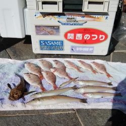 播磨新島でキス狙い