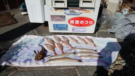 播磨新島でキス狙い