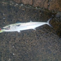 台風前サゴシ祭