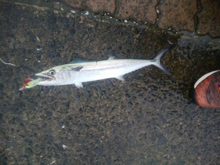 台風前サゴシ祭