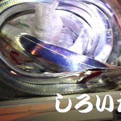 「しろいたち流」　タチウオ、入れ食い、爆釣！