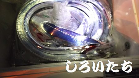 「しろいたち流」　タチウオ、入れ食い、爆釣！