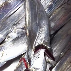 ナイスバディのタチウオ釣れた。