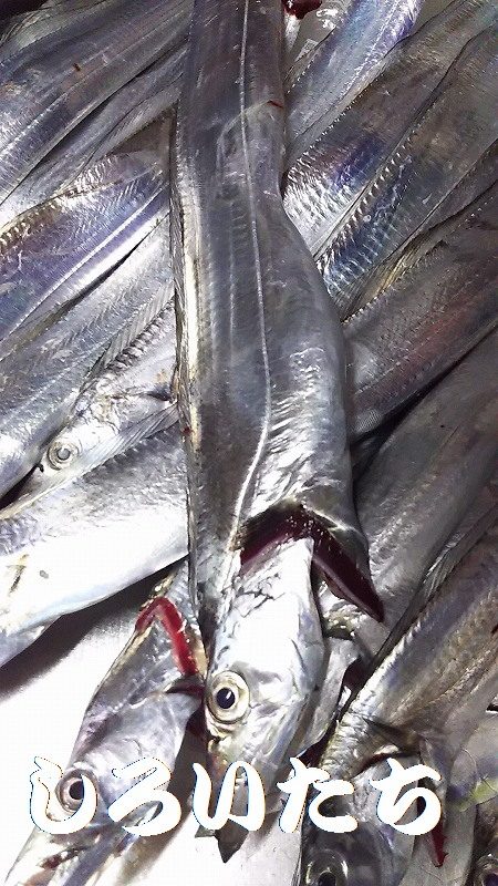 ナイスバディのタチウオ釣れた。