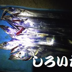 サバの姿が、無くなった?