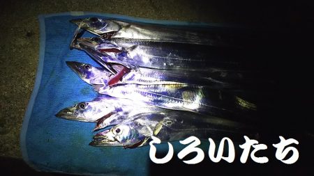 サバの姿が、無くなった?