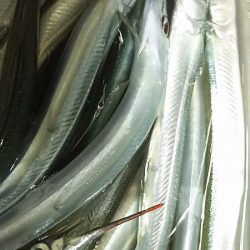 今日はのんびりサヨリ釣り。