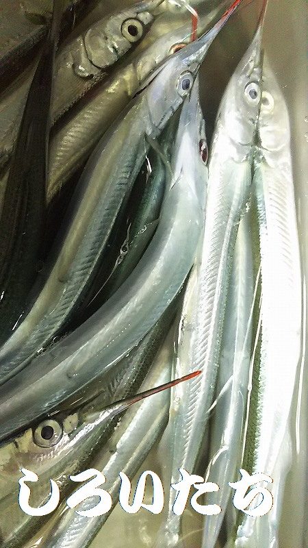 今日はのんびりサヨリ釣り。