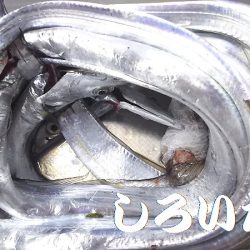 最初はよかった。