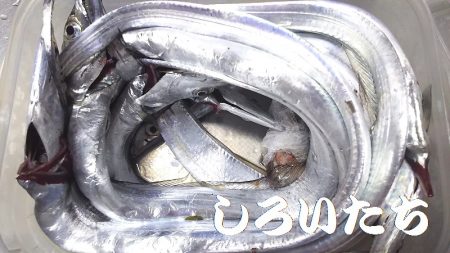 最初はよかった。