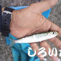 サヨリ時々イワシ。