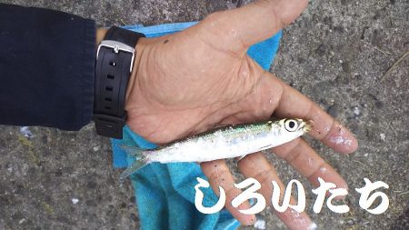 サヨリ時々イワシ。