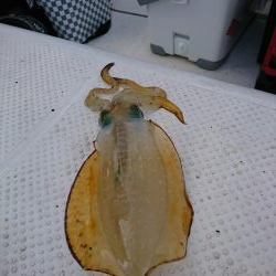 乗り気でないボートエギング(笑)