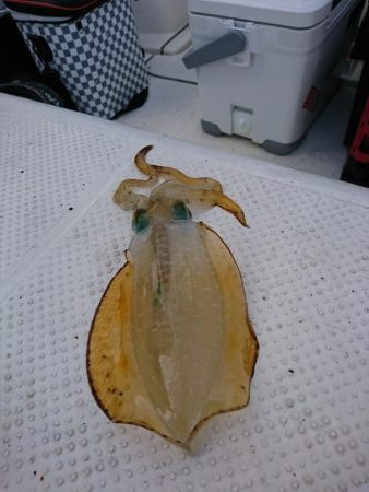 乗り気でないボートエギング(笑)