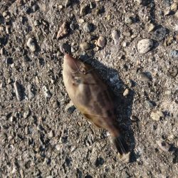 カワハギとタコとイカ