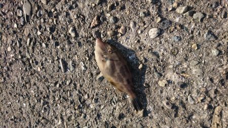 カワハギとタコとイカ