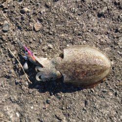 強風の中のエギング