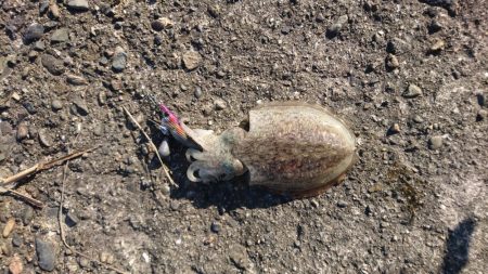 強風の中のエギング