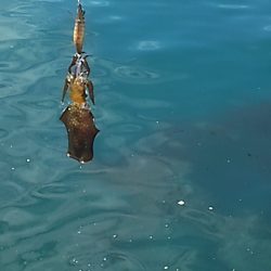 エソカッター？