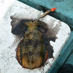 ウネリの中でティップラン