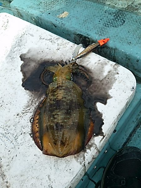 ウネリの中でティップラン