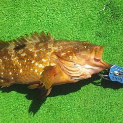 良型アコウげっと～