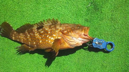 良型アコウげっと～