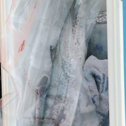 ショアプラッキングおもろ。