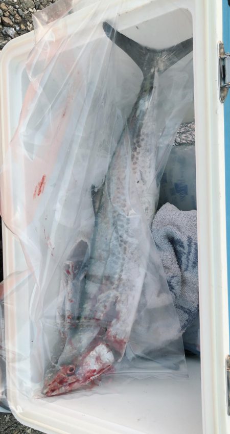 ショアプラッキングおもろ。