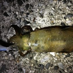 仕事帰りエギング 愛知県 内海新港 山海漁港 エギング アオリイカ 陸っぱり 釣り 魚釣り 釣果情報サイト カンパリ