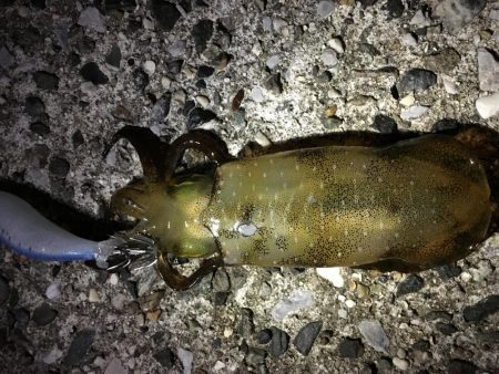 仕事帰りエギング