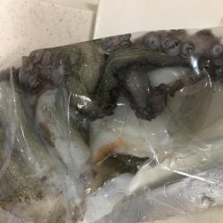 ちょい投げでタコ