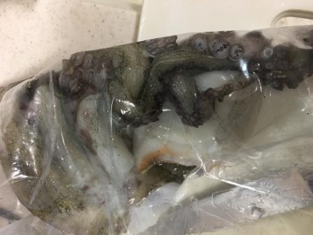 ちょい投げでタコ