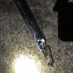 タチウオ フラップヘッド