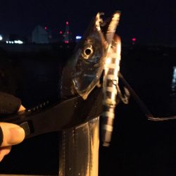 ショアジギ鱗付け