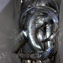 タチウオ入れ食い