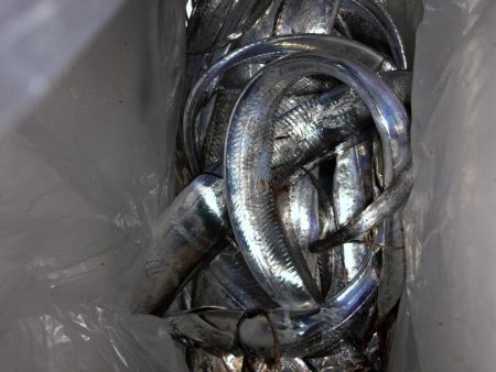 タチウオ入れ食い