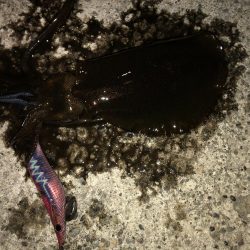 仕事帰りのエギング