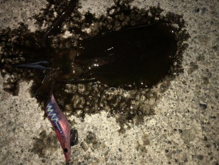 仕事帰りのエギング