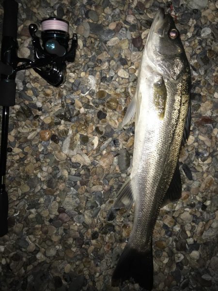 砂浜からエギングの予定が…