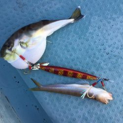 タイラバ  SLJ in 野北沖