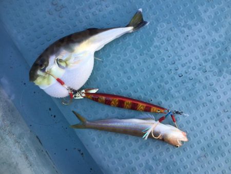 タイラバ  SLJ in 野北沖