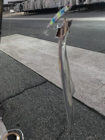 呑ませ釣りのつもりが