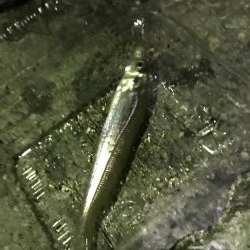 アオリ、アナゴ、小鯛、キス