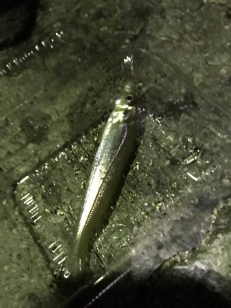 アオリ、アナゴ、小鯛、キス