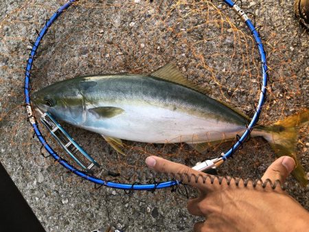 初の青物！イナダきたー！