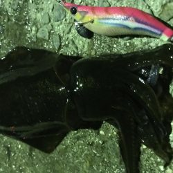 久しぶりのアオリイカ