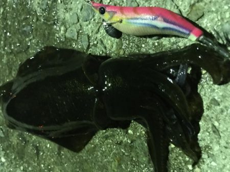 久しぶりのアオリイカ