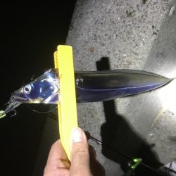 サクッとタチウオ